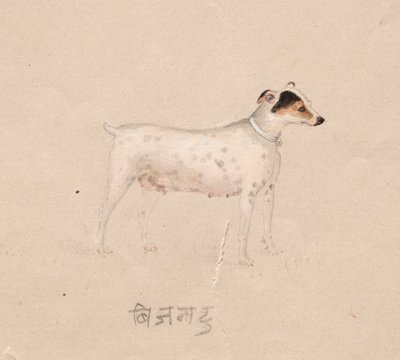 Hund, 1800-tallet. av Unbekannt