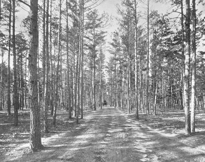Kjør i Piney Woods Park, Lakewood, New Jersey, USA, c1900. av Unbekannt