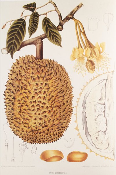 Durio zibethinus/Durian/durion av Unbekannt