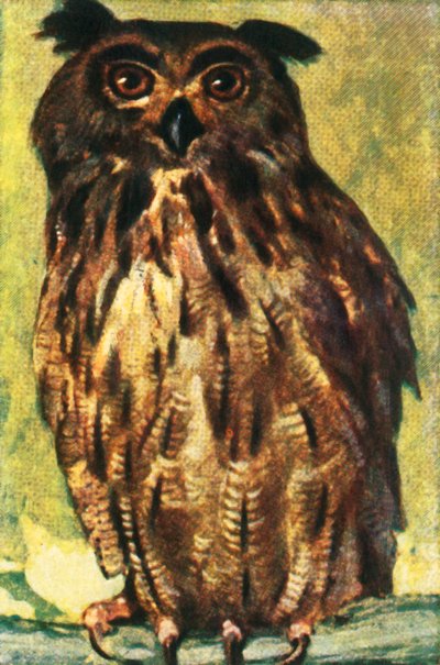 Ørnugle, c1928. av Unbekannt