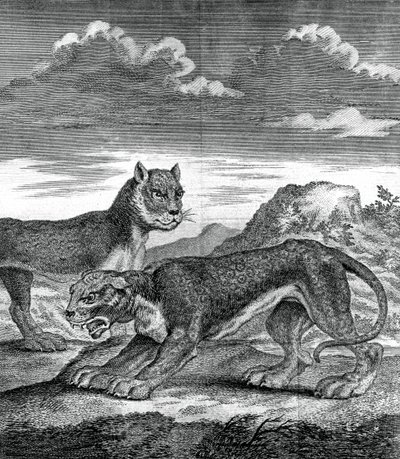 Østindisk leopard, 1750 av Unbekannt