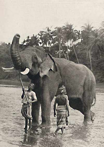 Elefant i Mahavaliganga, 1926 av Unbekannt