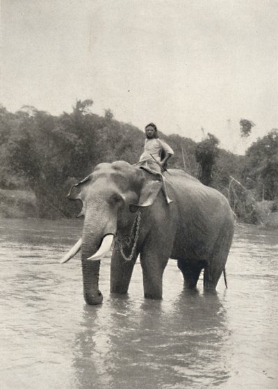 Elefant med Kornak In der Mahavaliganga, 1926 av Unbekannt