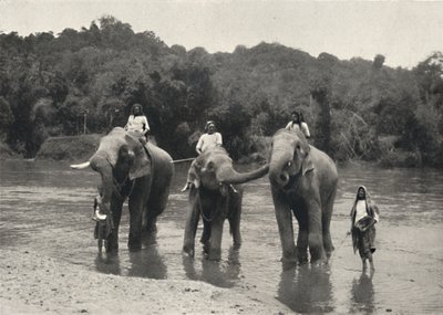 Elefanter som bader i Mahaaliganga, 1926 av Unbekannt