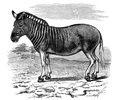 Gravering av en Quagga, 1893 av Unbekannt