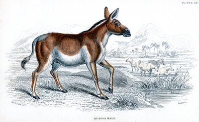 Gravering av en Quagga, c1830 av Unbekannt
