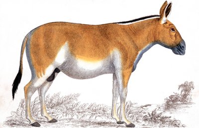 Gravering av en Quagga, c1860 av Unbekannt