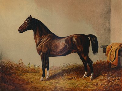 Hele Pony Hack Don Carlos, c1897. av Unbekannt