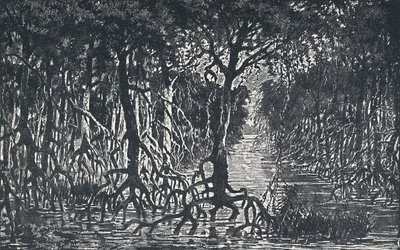 Ekvatorial afrikansk skog, 1924 av Unbekannt