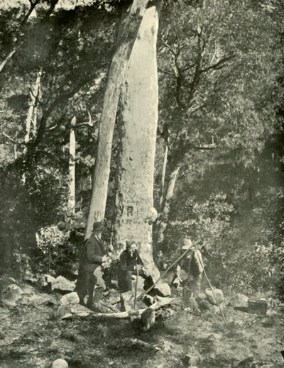 Eurobin Falls, Buffalo Mountains, 1901. av Unbekannt