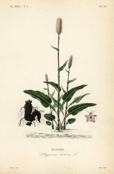 Europeisk bistort eller slangerot, Persicaria bistorta, Polygonum bistorta, Bistorte av Unbekannt