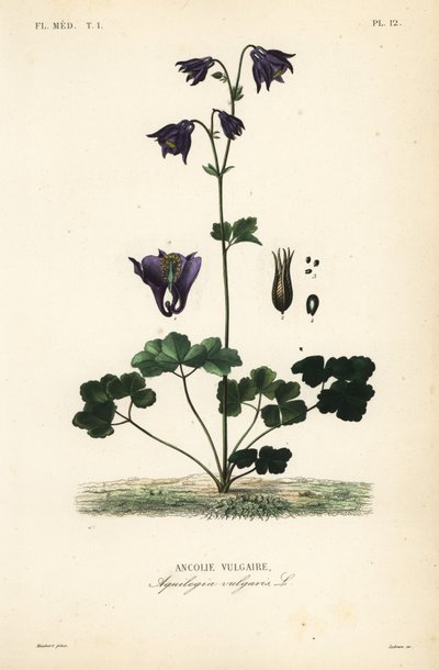 Europeisk akelei, Aquilegia vulgaris, Ancolie vulgaire av Unbekannt
