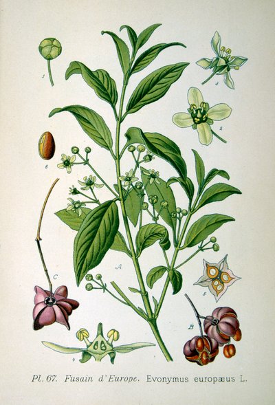 Europeisk spindeltre, 1893 av Unbekannt