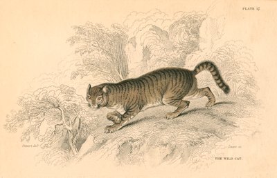 Europeisk villkatt Felis silvestris, 1828 av Unbekannt