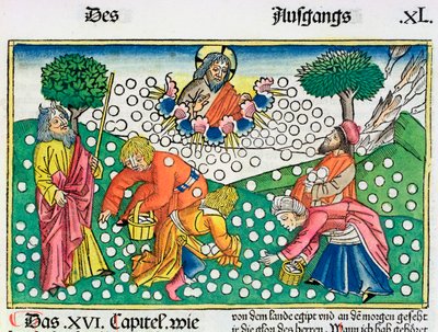 2. Mosebok 16:13-22: Gud gir vaktel og Manna til israelittene av Unbekannt