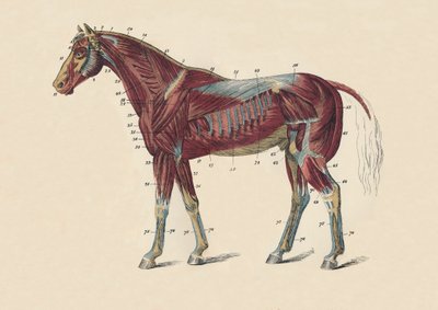 Eksterne muskler og sener i hestekroppen, c1879. av Unbekannt