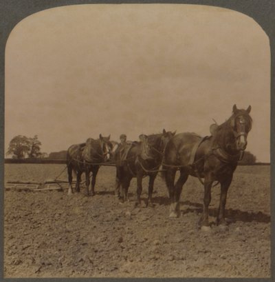 Farming in England - Harrowing the Land, 1909. av Unbekannt