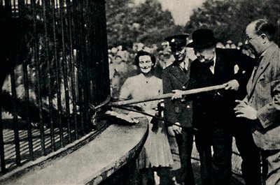 Feeding Rota, The Pinner Lion, 1940-tallet, 1945. av Unbekannt