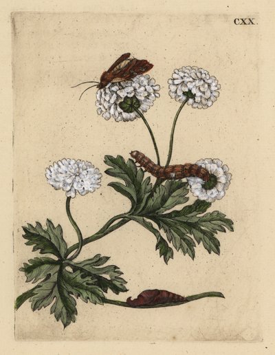 Feberfew, Tanacetum parthenium, med møll, larve og puppe, CXX av Unbekannt