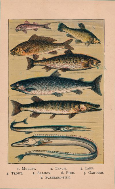 Fisk, 1907, 1907 av Unbekannt