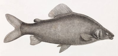 Fisk: Le Characin Nefasch av Unbekannt