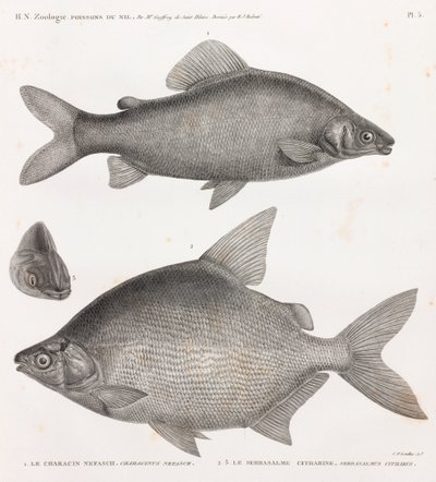 Fisk: Characin Nefasch & Serrasalme Citharine av Unbekannt