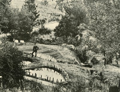 Fish Ponds, Ercildoune, nær Ballarat, 1901. av Unbekannt