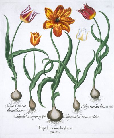 Fünf Tulpen, 1613 von Unbekannt