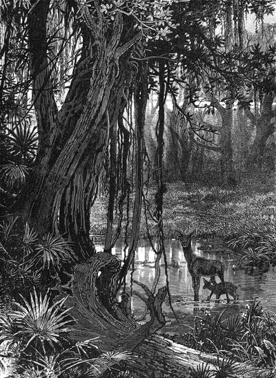 Florida Everglades, USA, c1885 av Unbekannt