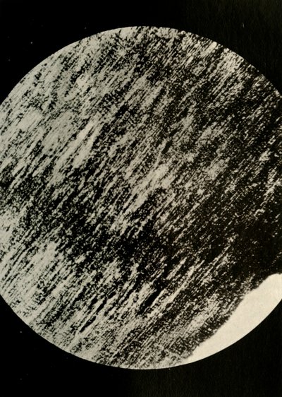 Fossilt tre i sandstein, fra en morene i breddegrad 85° sør, c1908, 1909. av Unbekannt