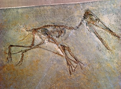 Fossilt skjelett av en Pterodactyl, fra British Museums samling av Unbekannt
