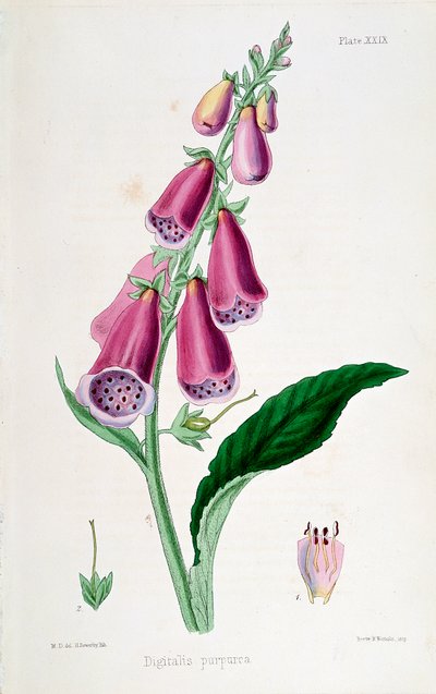 Revebjelle Digitalis purpurea, 1800-tallet. av Unbekannt