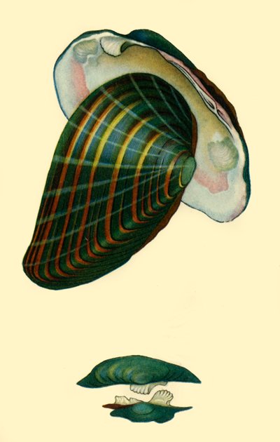 Ferskvannsmusling, 1801, 1946. av Unbekannt