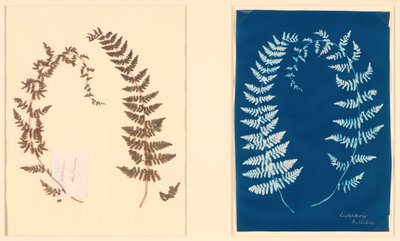 Fra Hatton Fern Album, ca. 1850. av Unbekannt
