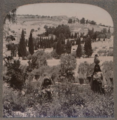 Getsemane hage og Oljeberget fra greske hager, ca 1900 av Unbekannt