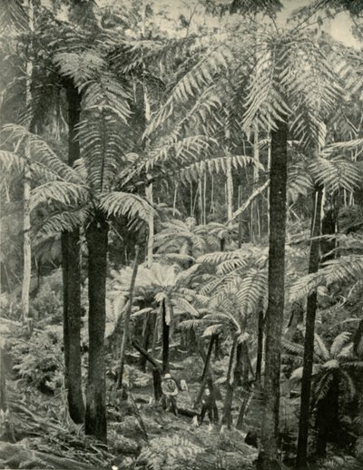 Kjempebregner ved Gembrook, 1901. av Unbekannt