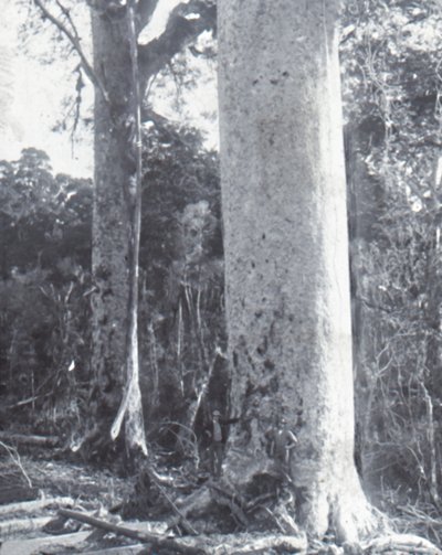 Giant Kauri Tree, slutten av 1800-begynnelsen av 1900-tallet. av Unbekannt