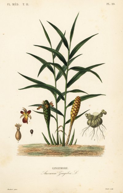 Ingefær eller ingefærrot, Zingiber officinale, Amomum zingiber, Gingembre av Unbekannt