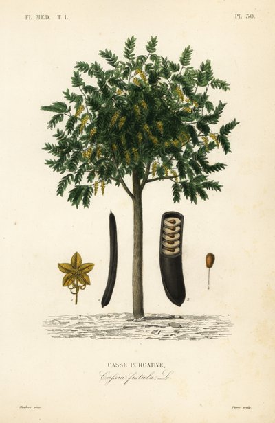 Gyldent regntre eller canafistula, Cassia fistel, Casse purgative av Unbekannt