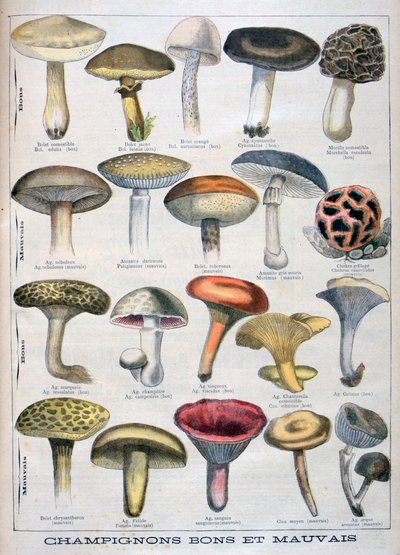 Gode og dårlige sopp, 1896 av Unbekannt
