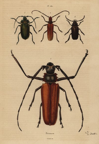 Stor langhornsbille, Enoplocerus armillatus 1, Aegosoma scabricorne 2, Pyrodes nitidus 3 og Prionus desmaretii 4 av Unbekannt