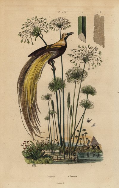 Større paradisfugl, Paradisaea apoda og papyrusgress, Cyperus papyrus av Unbekannt