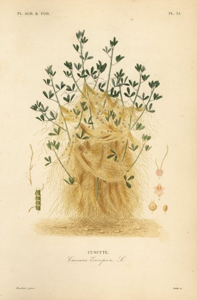 Store dodder eller europeisk dodder, Cuscuta europaea, cuscute av Unbekannt