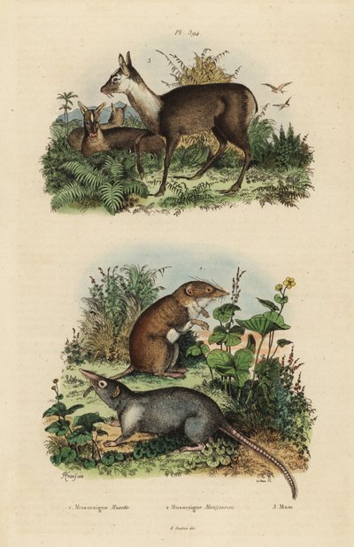 Hvittann spissmus, Crocidura russula 1, grå moskussmus, Suncus murinus 2 og mørk moskushjort, Moschus fuscus, truet 3 av Unbekannt
