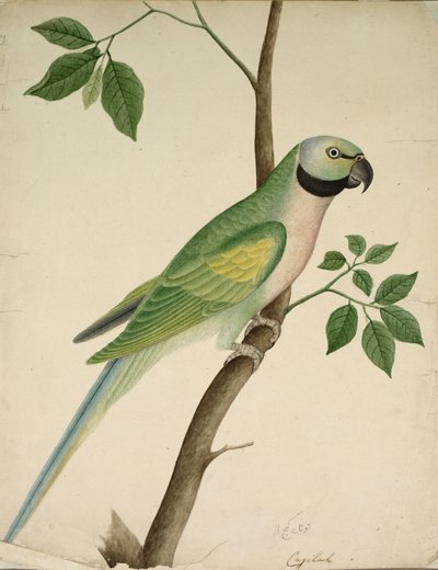Grønn papegøye, ca. 1820. av Unbekannt