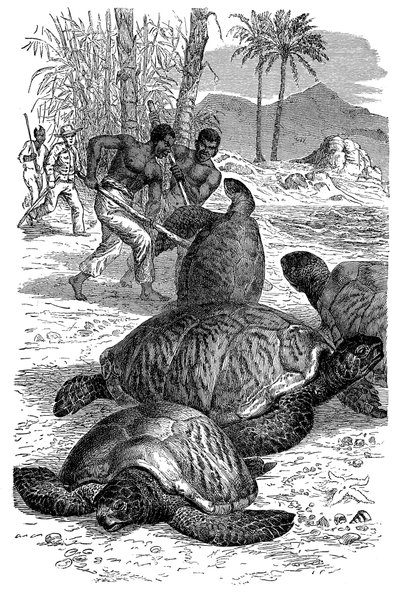 Grønn skilpadde ble fanget av jegere, 1884 av Unbekannt