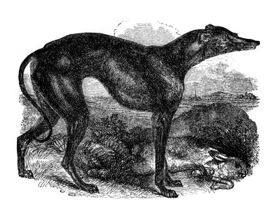 Greyhound, 1848 av Unbekannt