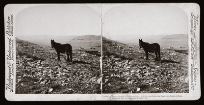 Boer War (Sør-Afrika av Unbekannt