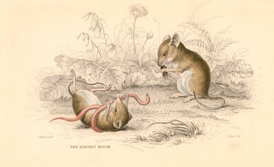Harvest mus Micromys minutus of the Old World, 1828 av Unbekannt