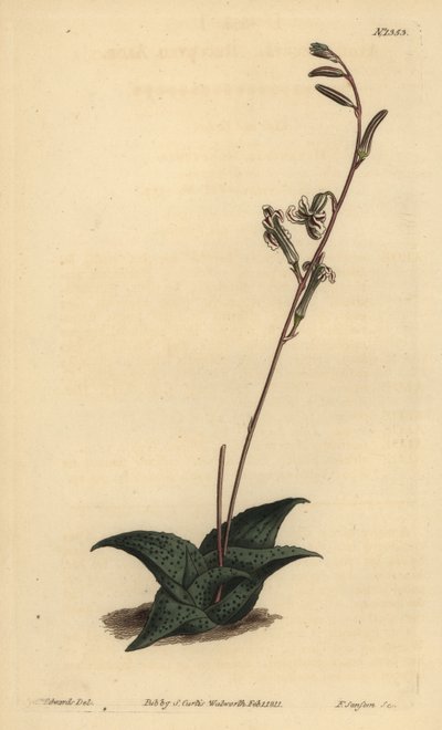 Havarthia venosa (Recurved Aloe, Aloe Recurve) av Unbekannt